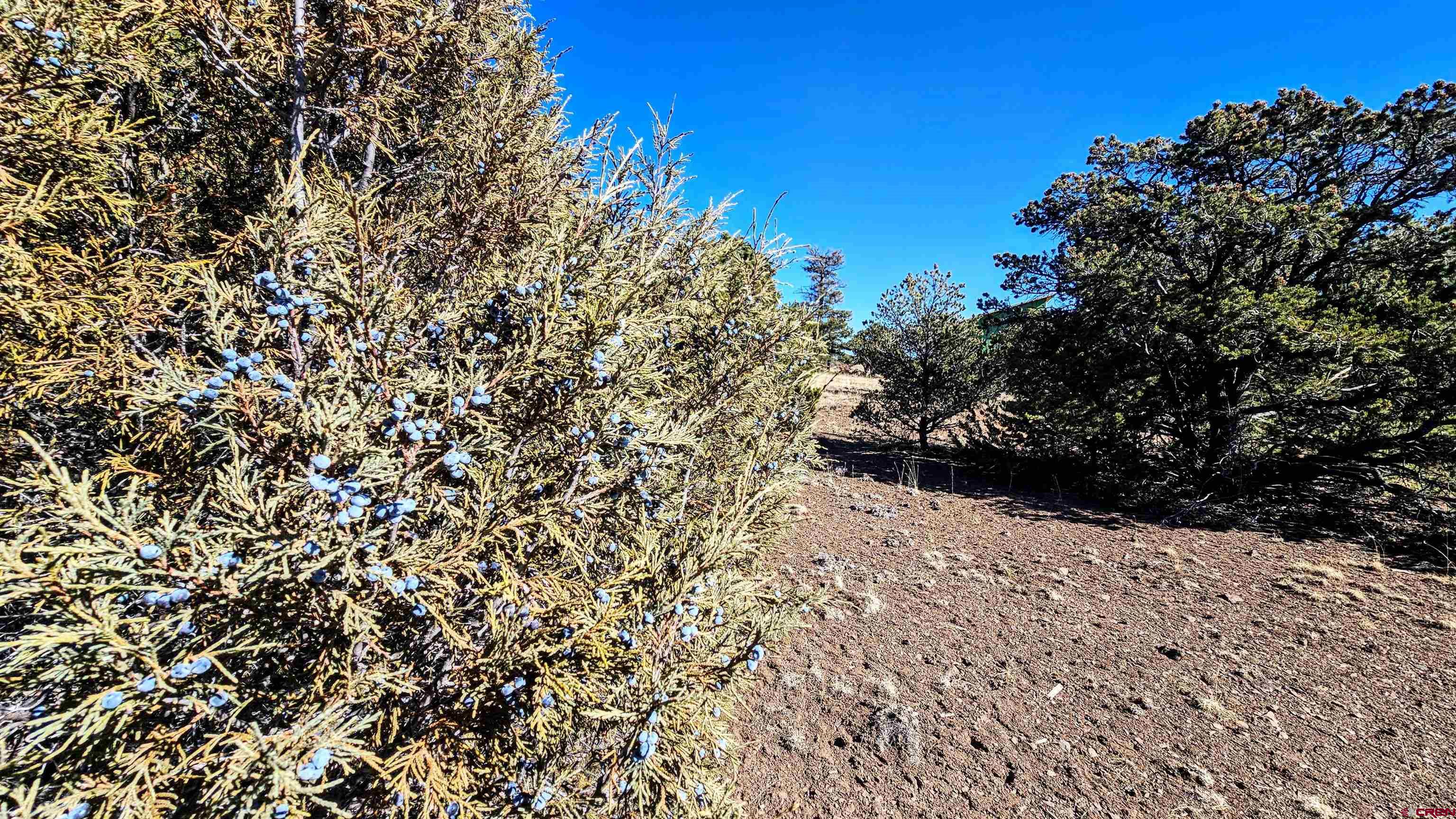 180 Silver Thread Circle South Fork, CO 81154 - Photo 10 of 21