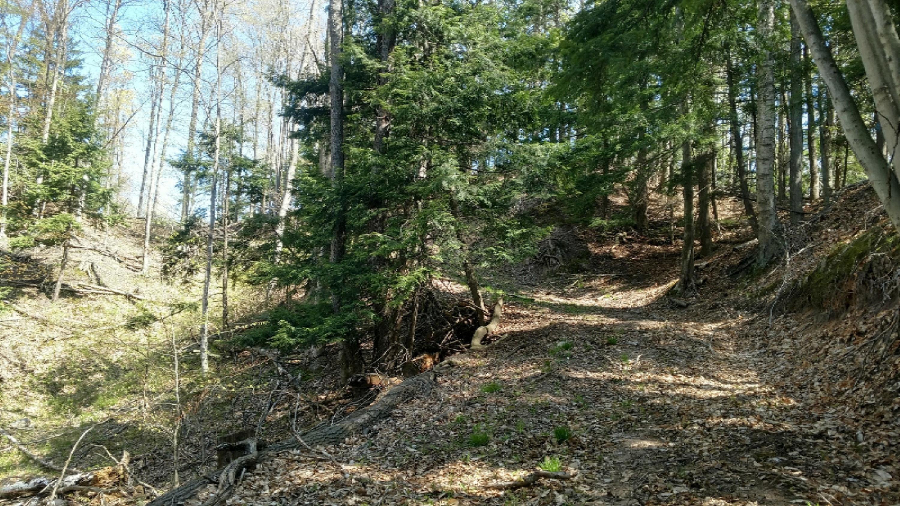 80-acres Erdman Road Arcadia, MI 49613 - Photo 3 of 24 Old road on Property