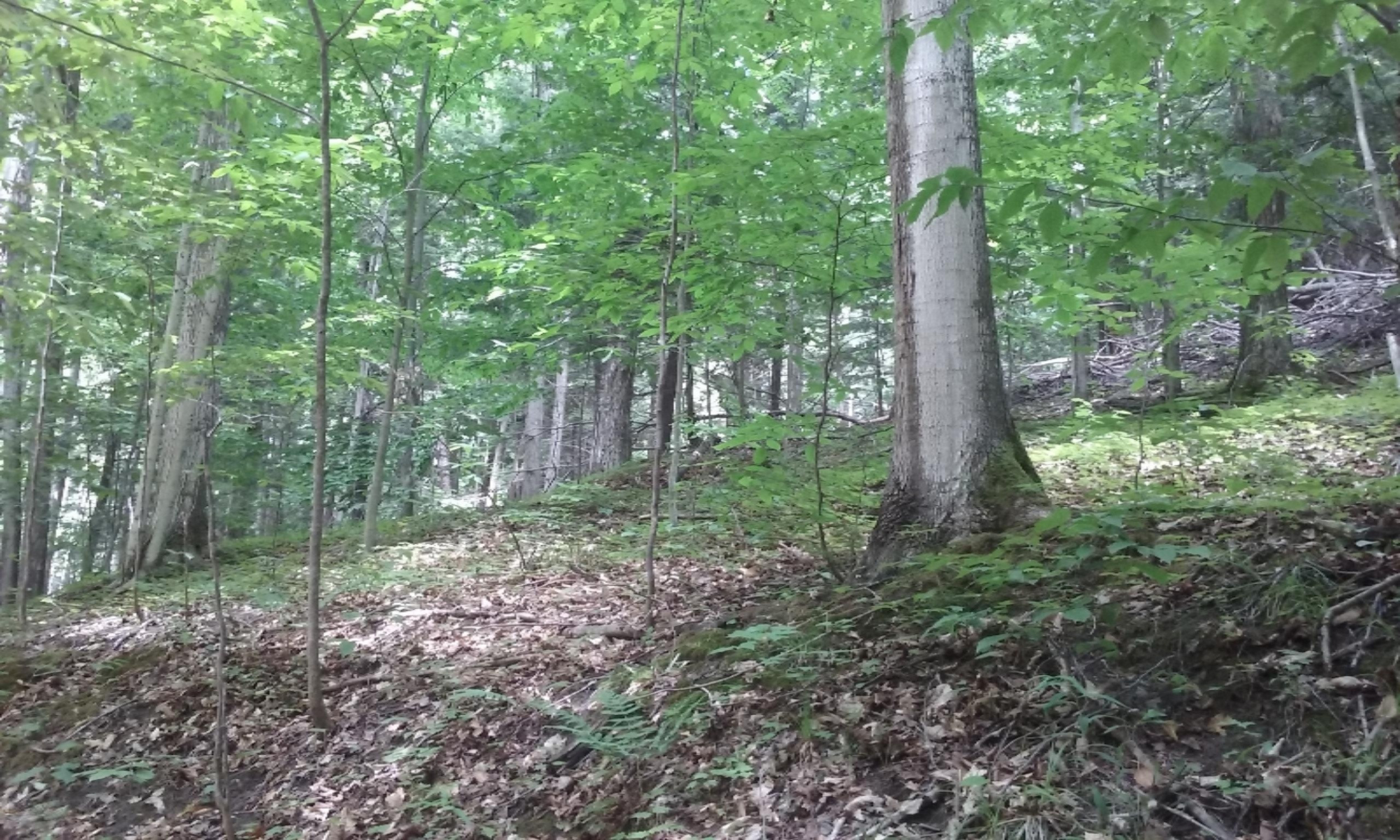 80-acres Erdman Road Arcadia, MI 49613 - Photo 8 of 24 Hardwoods