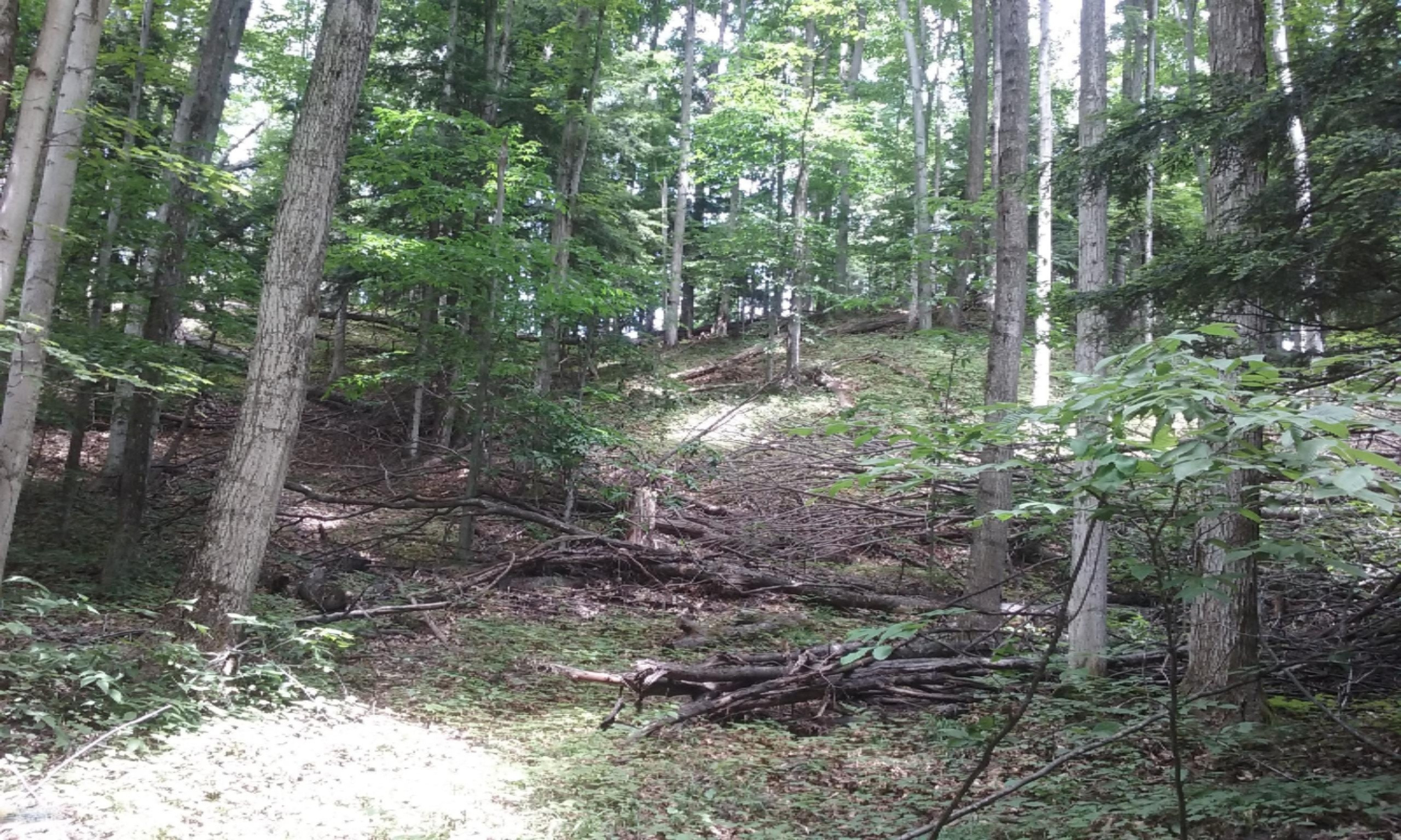 80-acres Erdman Road Arcadia, MI 49613 - Photo 10 of 24 60% Maple