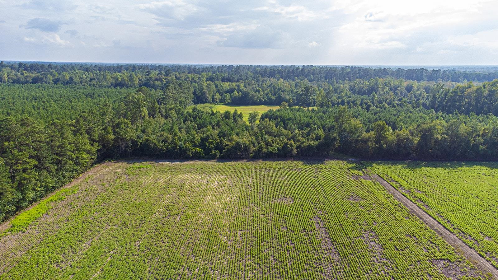 9 West Nichols Sc 29581 Nichols, SC 29581 - Photo 18 of 22 Drone / aerial view