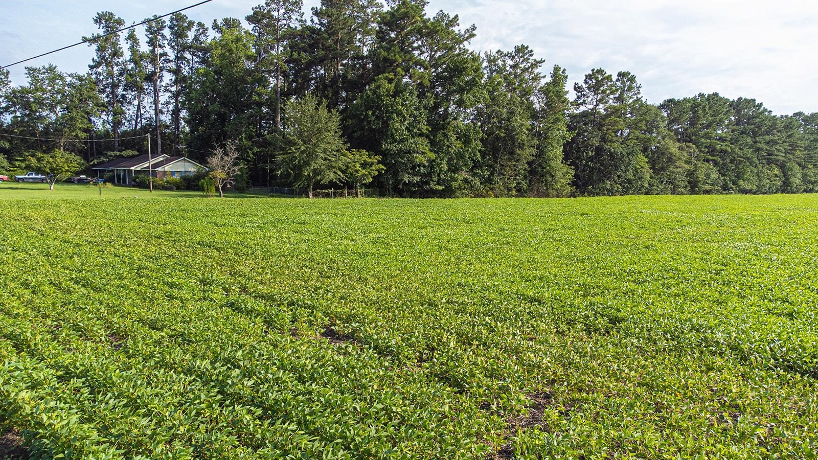 9 West Nichols Sc 29581 Nichols, SC 29581 - Photo 22 of 22 Aerial view of sparsely populated area with extensive farmland and a heavily wooded area
