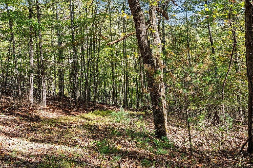 Tbd Scratch Gravel Road Max Meadows, VA 24360 - Photo 22 of 37 Gallery Image 22