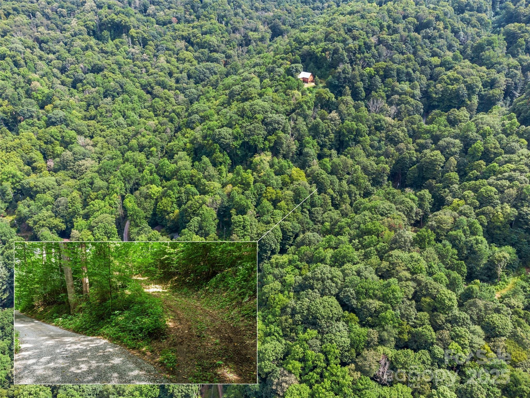 a view of a lush green forest