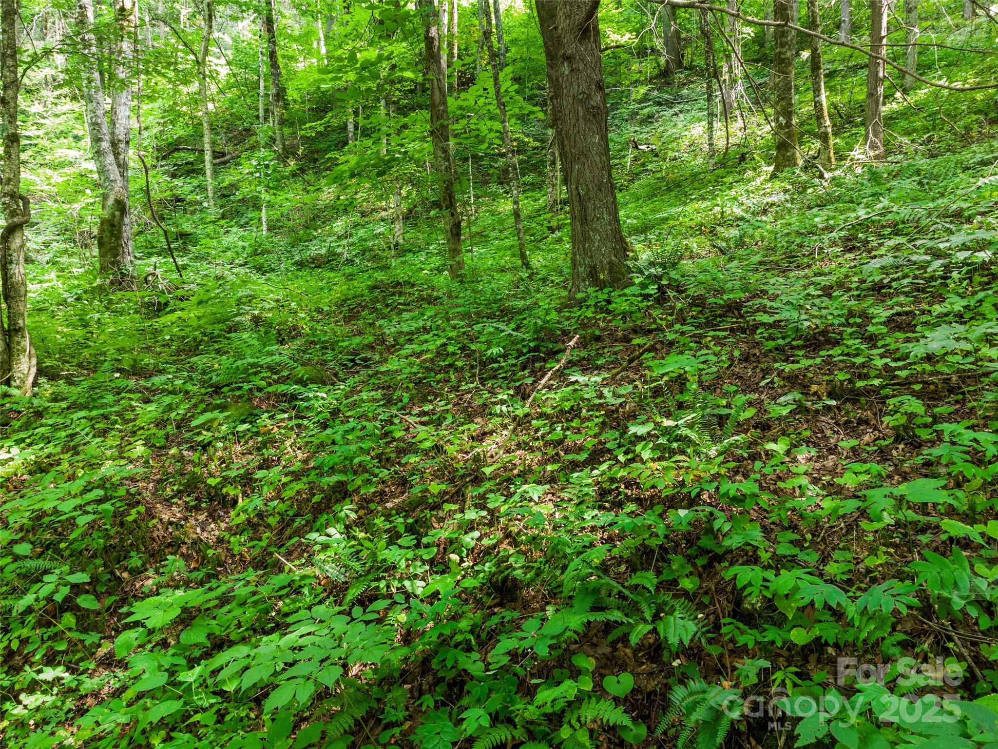 0 Old Sawmill Road Burnsville, NC 28714 - Photo 2 of 8 a view of a lush green forest