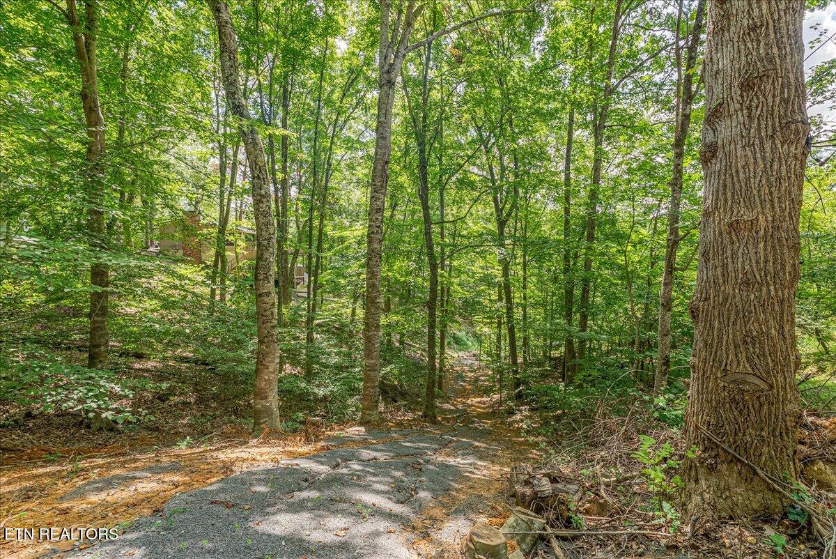 1901 Bootbluff Trail Dandridge, TN 37725 - Photo 3 of 22 bootbluff property trail pic 2