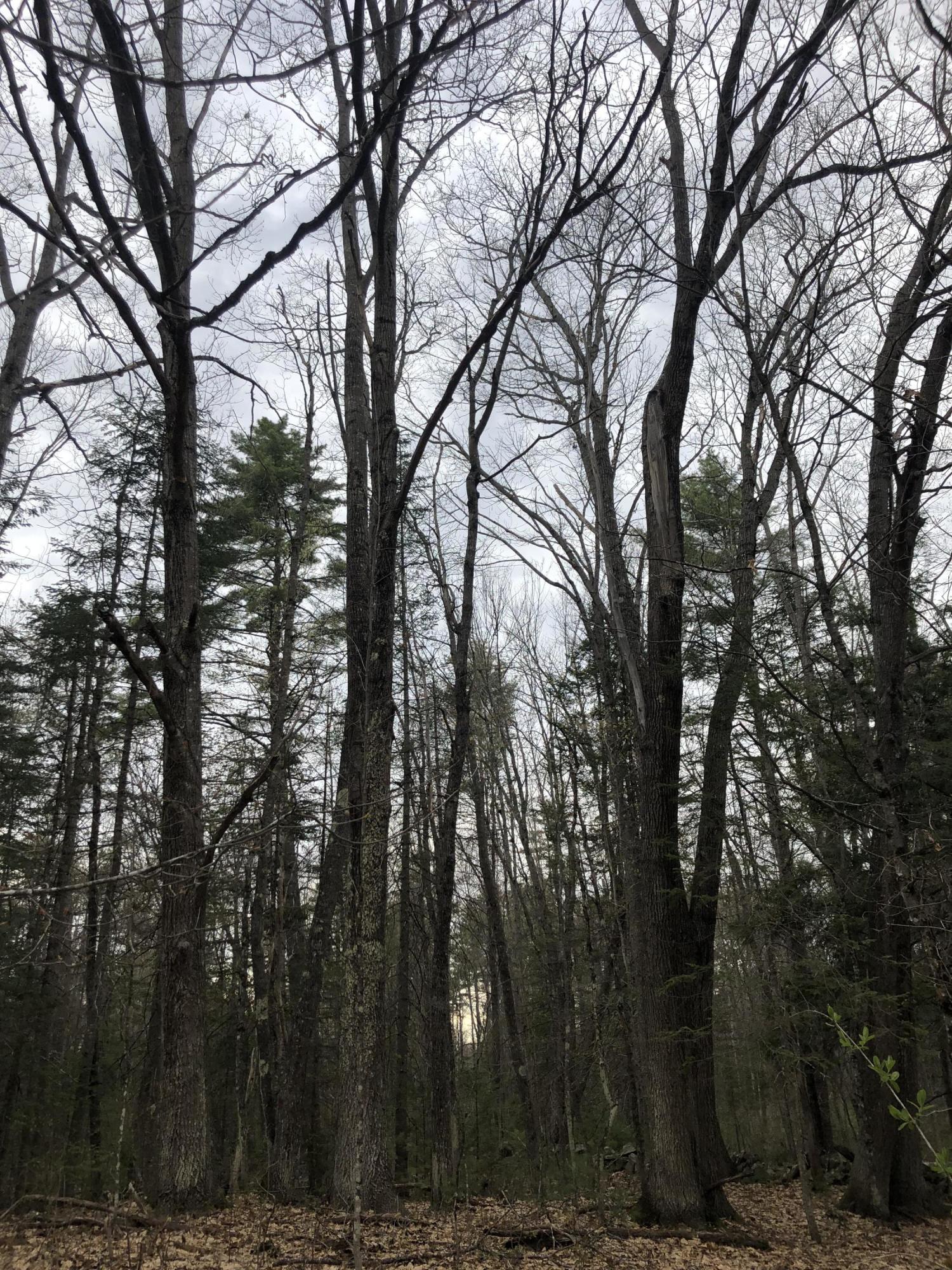 95 Lane Road Mechanic Falls, ME 04256 - Photo 7 of 12 Hardwood
