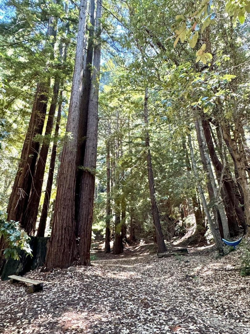 14136 Long Ridge Road Los Gatos, CA 95033 - Photo 75 of 75 a backyard of a house with lots of green space