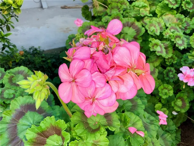 $342,500 | 20930 Parthenia Street, Unit 216, Canoga Park, CA 91304