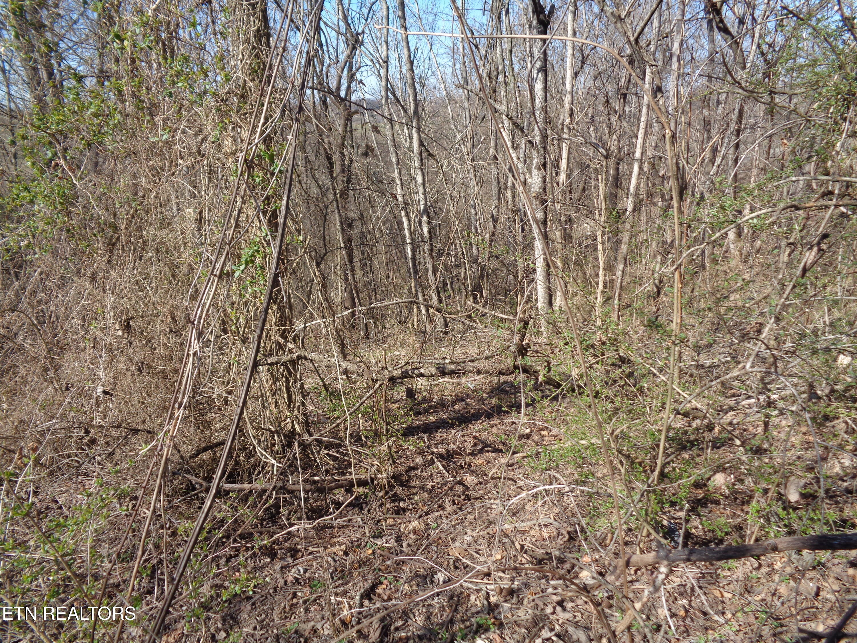 0 Holston River Drive Rutledge, TN 37861 - Photo 11 of 13 DSC00778