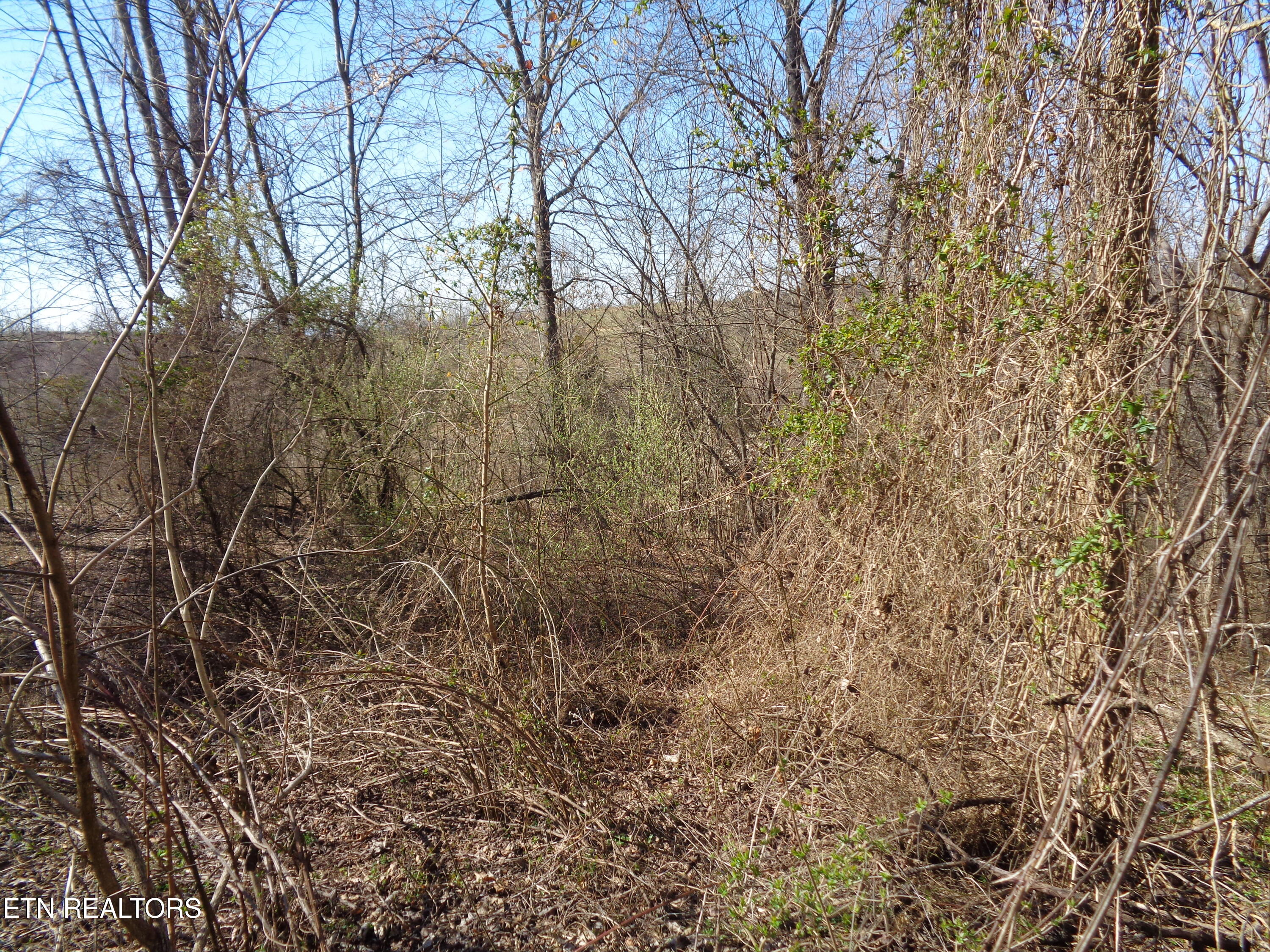 0 Holston River Drive Rutledge, TN 37861 - Photo 12 of 13 DSC00779