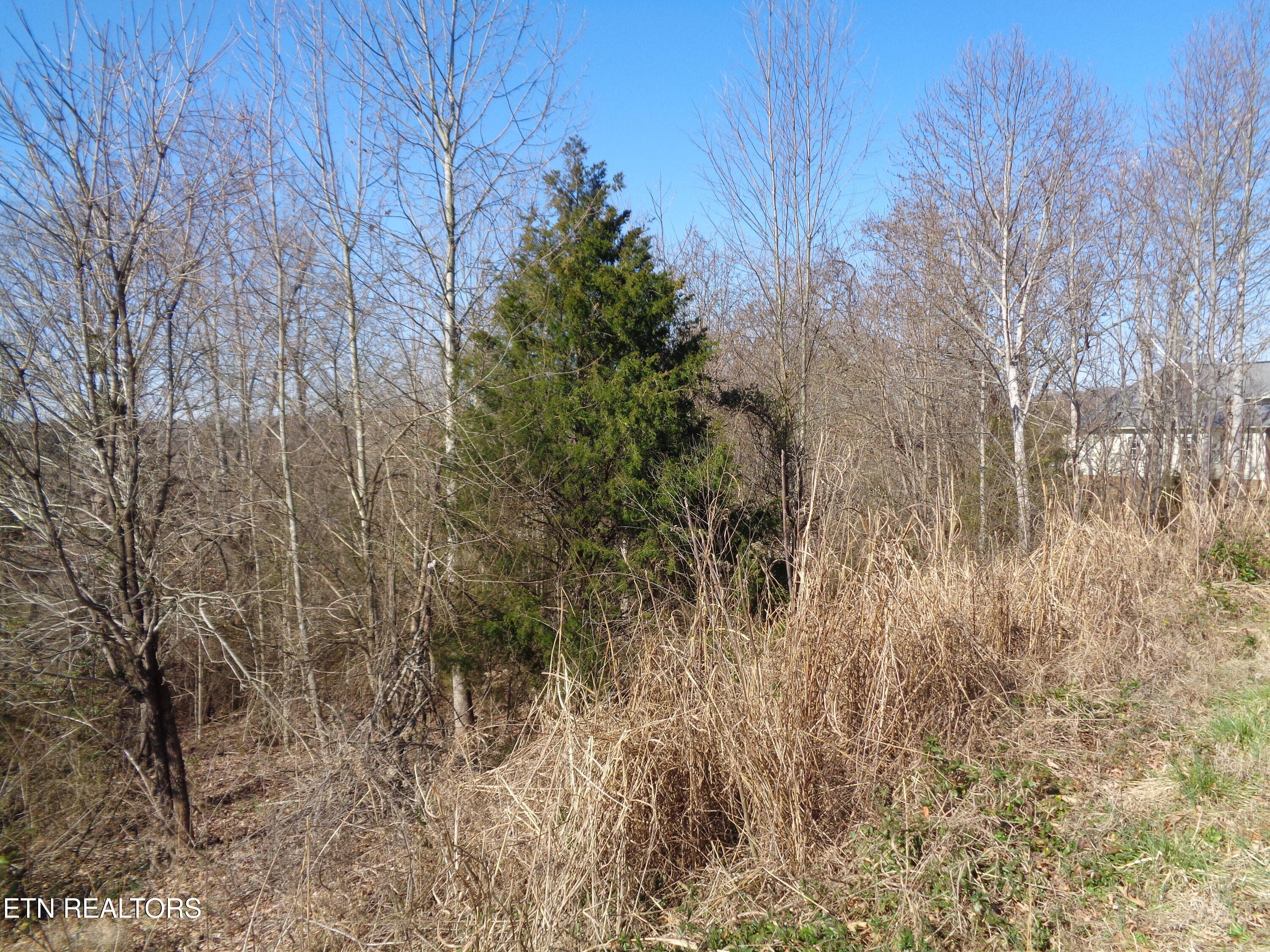 0 Holston River Drive Rutledge, TN 37861 - Photo 2 of 13 DSC00781