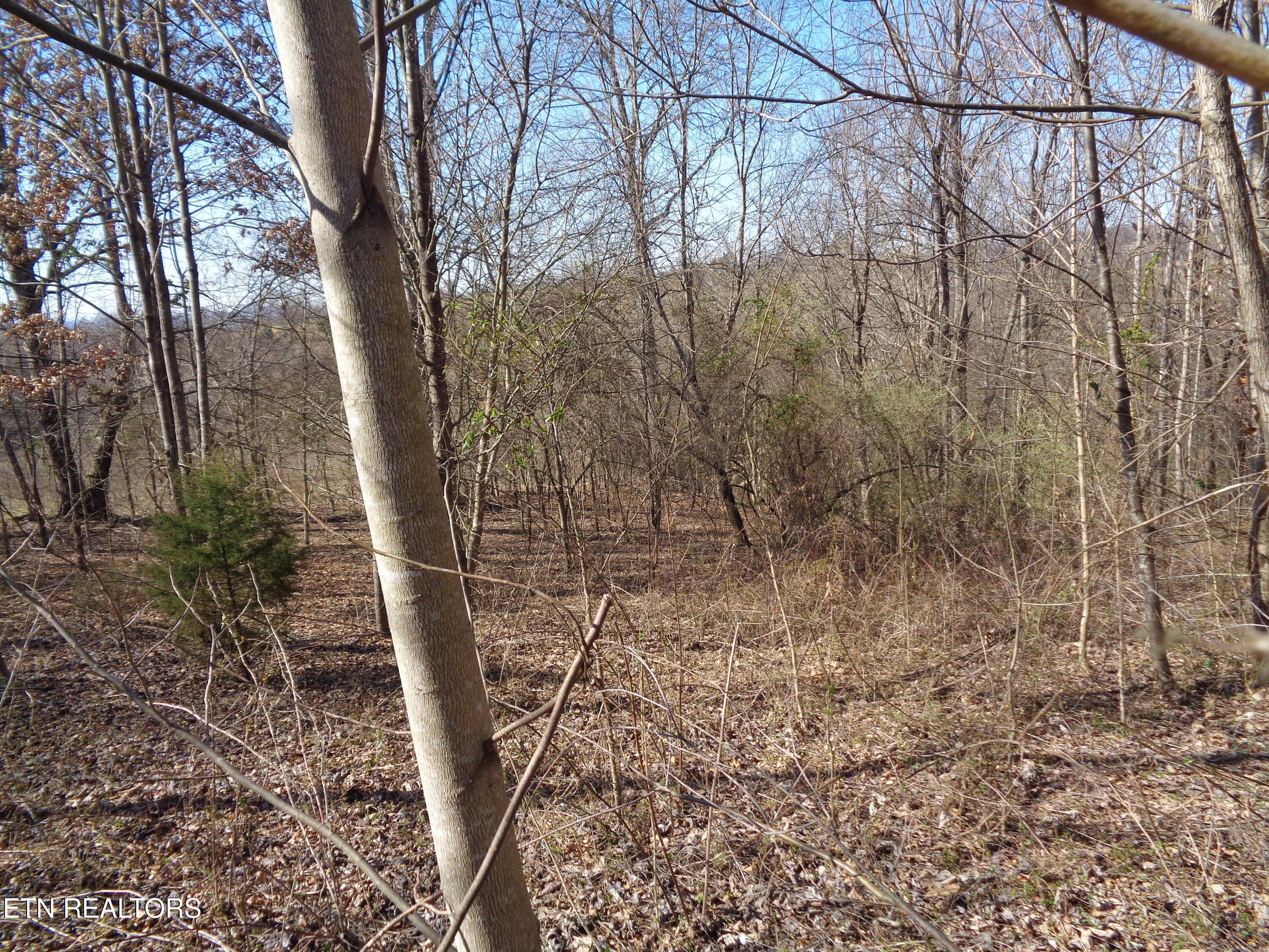 0 Holston River Drive Rutledge, TN 37861 - Photo 7 of 13 DSC00774