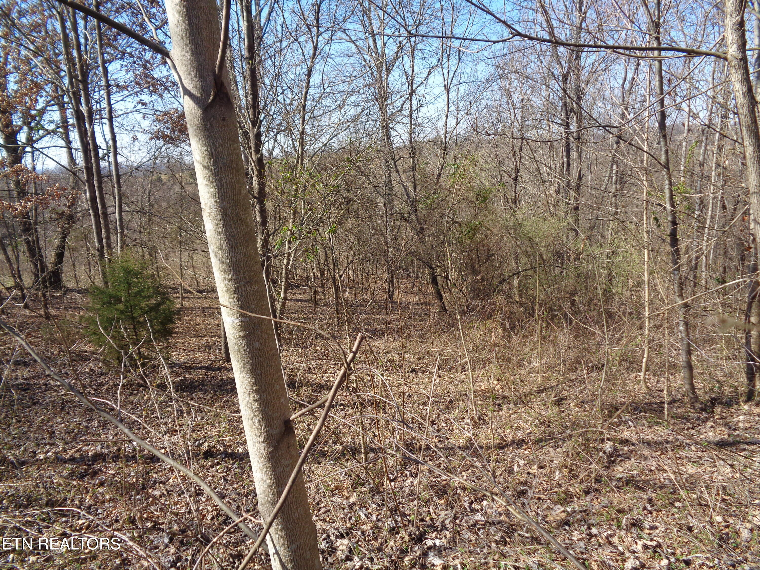 0 Holston River Drive Rutledge, TN 37861 - Photo 8 of 13 DSC00775