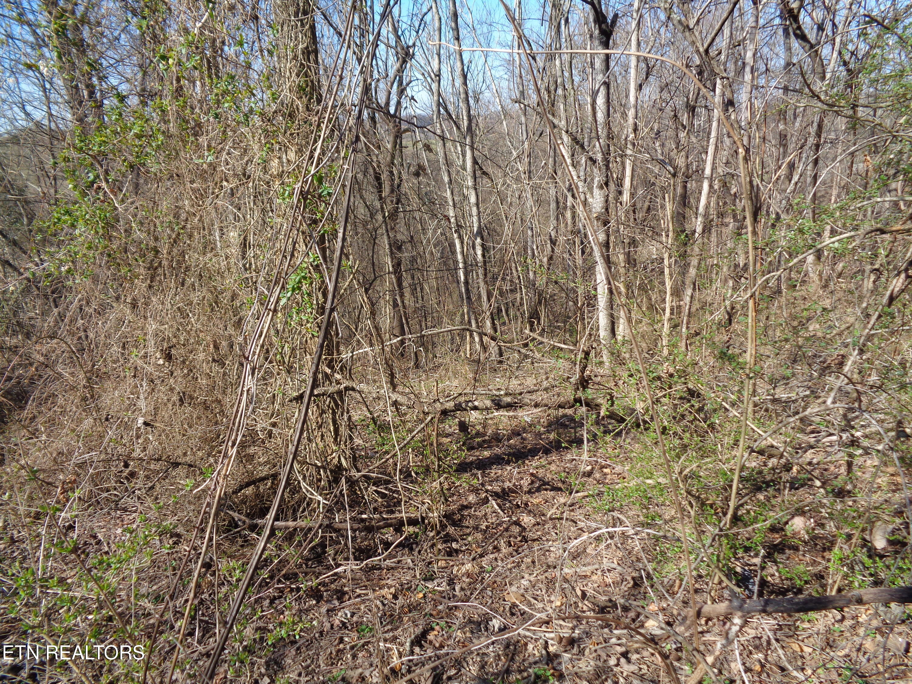 0 Holston River Drive Rutledge, TN 37861 - Photo 10 of 13 DSC00777