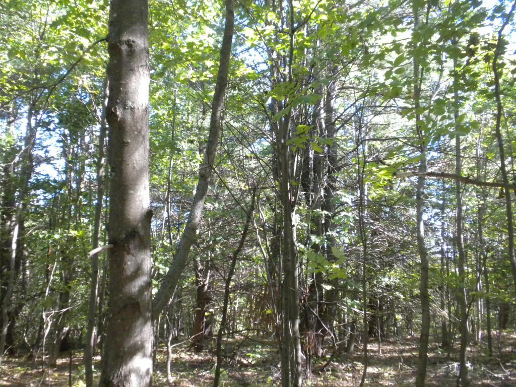 647 Poland Spring Road Casco, ME 04015 - Photo 15 of 23 Photo