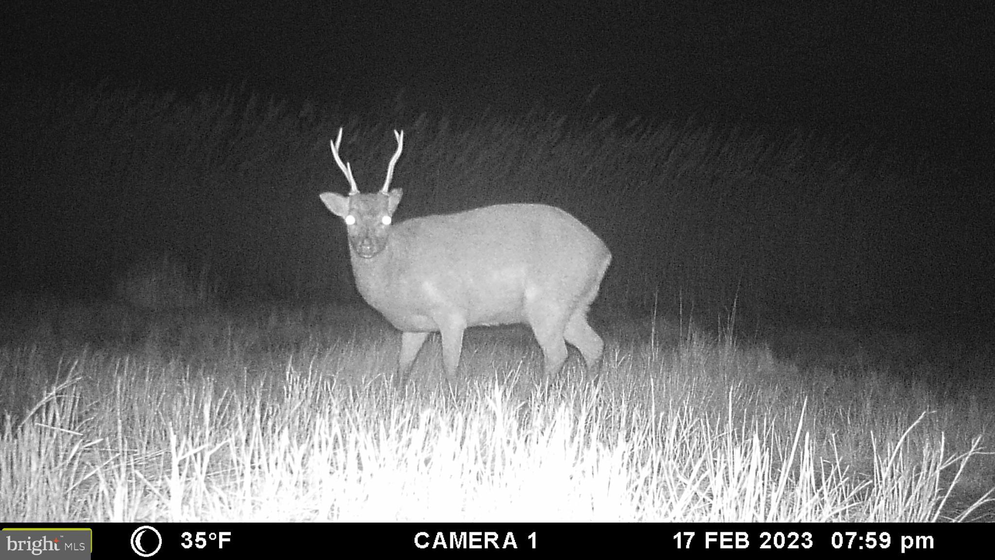 3135 Elliott Island Road Vienna, MD 21869 - Photo 99 of 112 Gallery Image 99