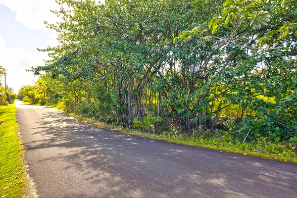 a view of a yard with plants and large trees