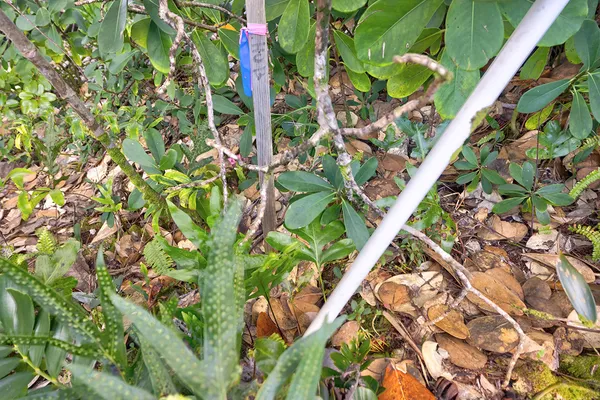 a bird view of a tree in a backyard