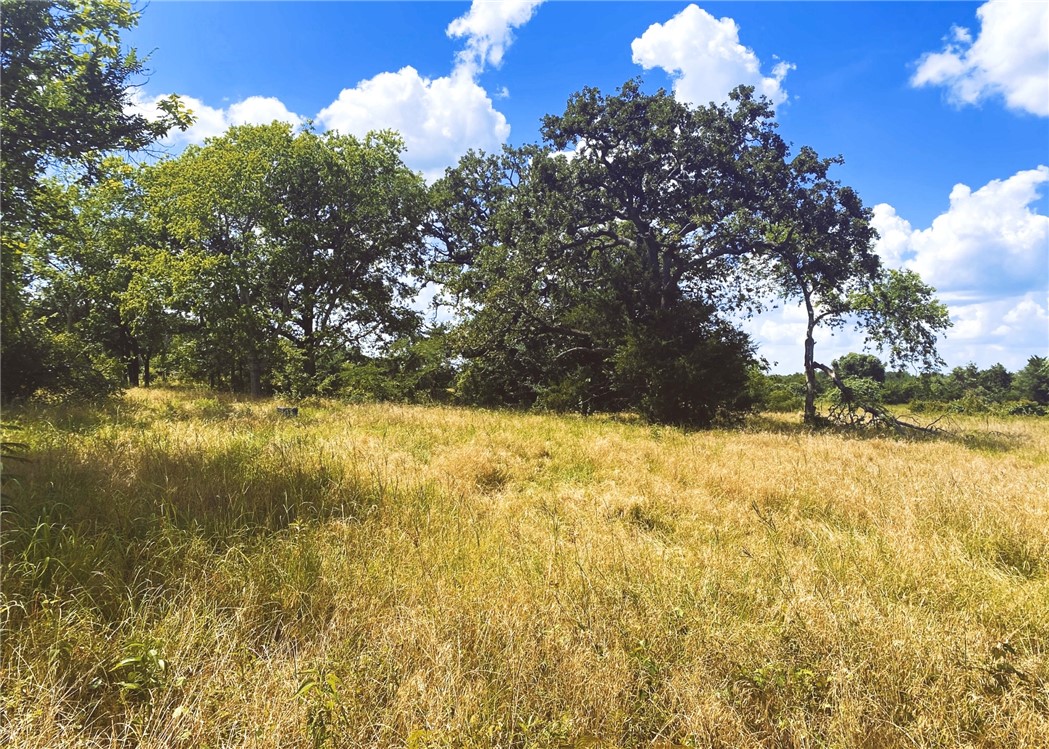 Old homesite boasts many mature trees of various native species.