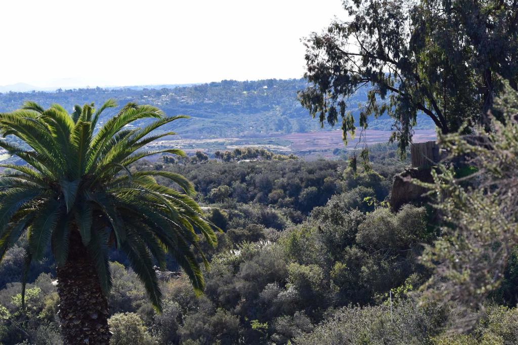 1575 Crest Drive Encinitas, CA 92024 - Photo 37 of 52 a view of a yard with a plant in the background