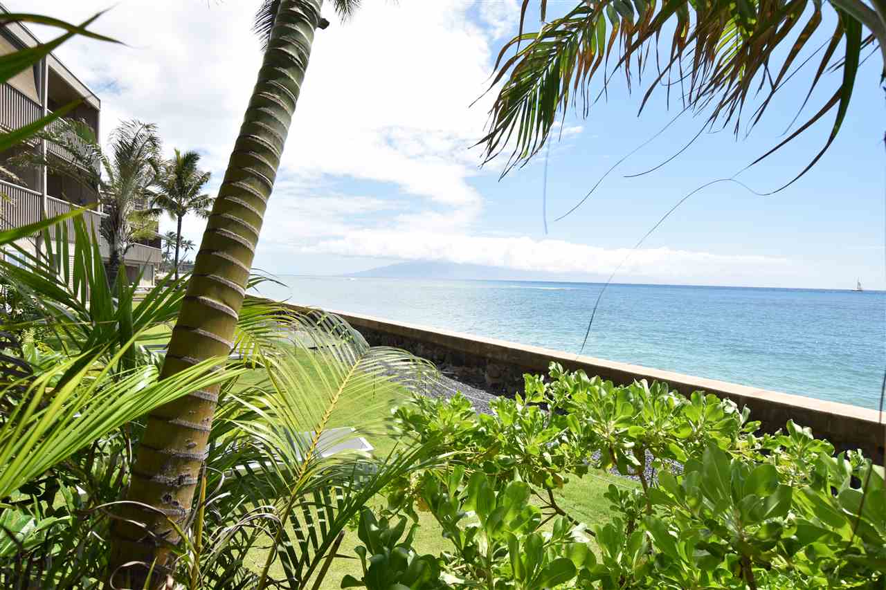 4435 Lower Honoapiilani Road, Unit 204 Lahaina, HI 96761 - Photo 15 of 23 a close up of a plant in a garden