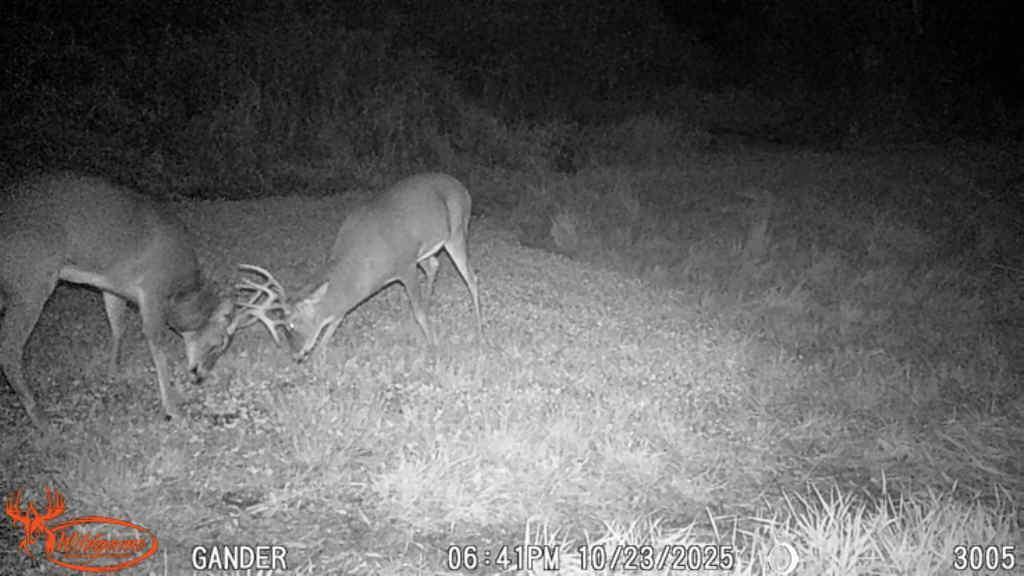 S9025 Lowes Creek Road Eleva, WI 54738 - Photo 50 of 53