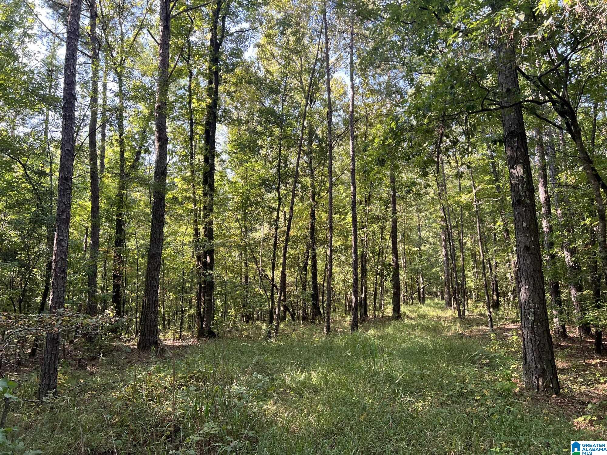 0 County Road 95 Montevallo, AL 35115 - Photo 2 of 10