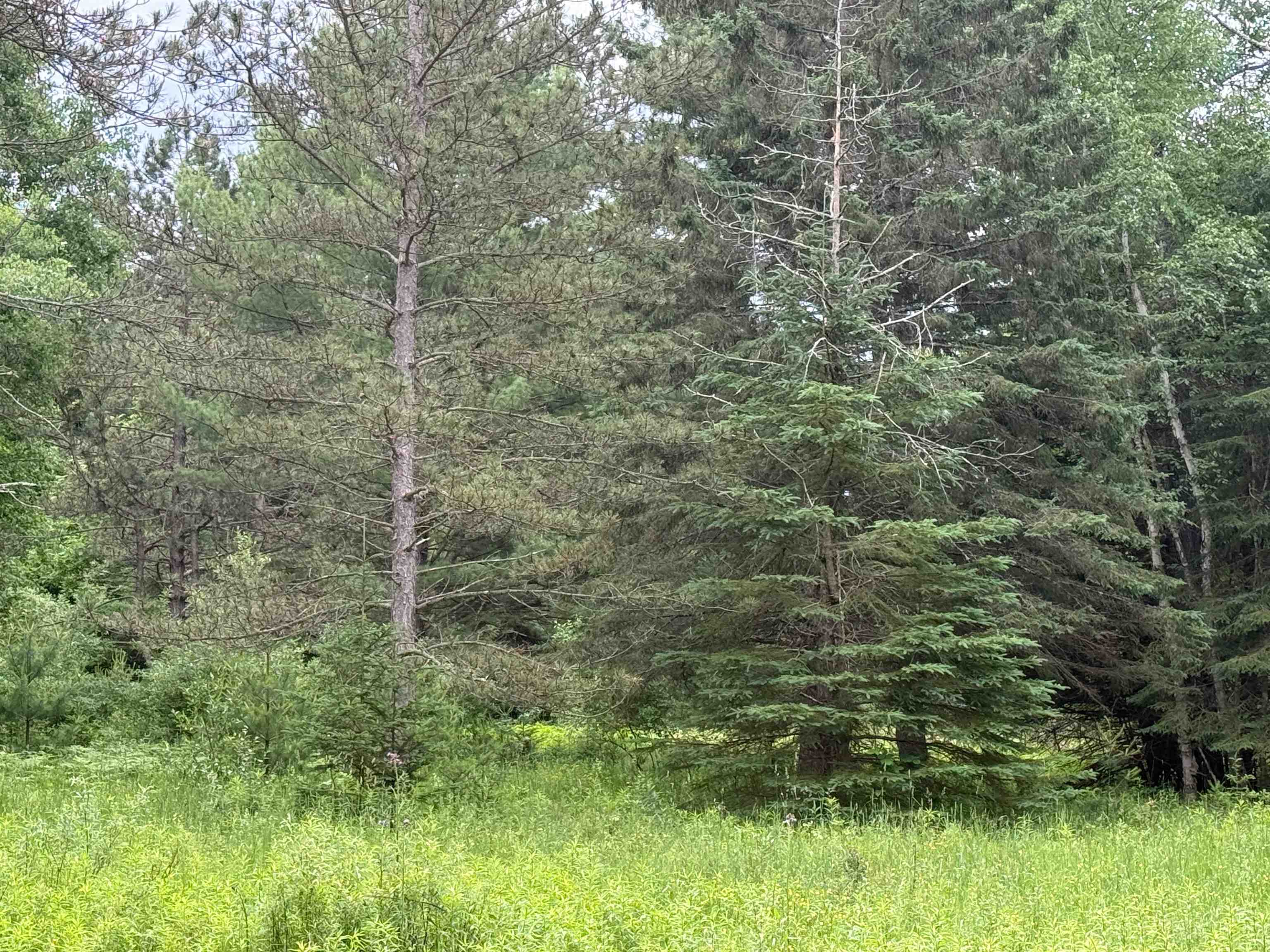 0 South Good Harbor Trail Cedar, MI 49621 - Photo 11 of 13