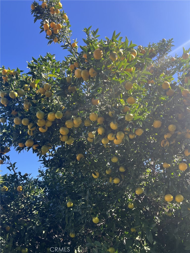 1320 3 Ranch Road Duarte, CA 91010 - Photo 5 of 16 a picture of tree