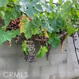 1320 3 Ranch Road Duarte, CA 91010 - Photo 6 of 16 a plant with lots of flowers