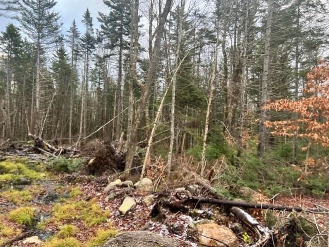 16 Grant Road Washington, NH 03280 - Photo 2 of 12 Gallery Image 2