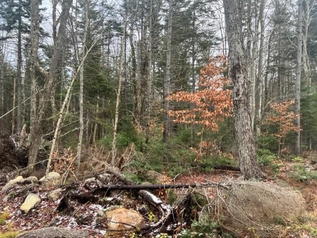 16 Grant Road Washington, NH 03280 - Photo 3 of 12 Gallery Image 3
