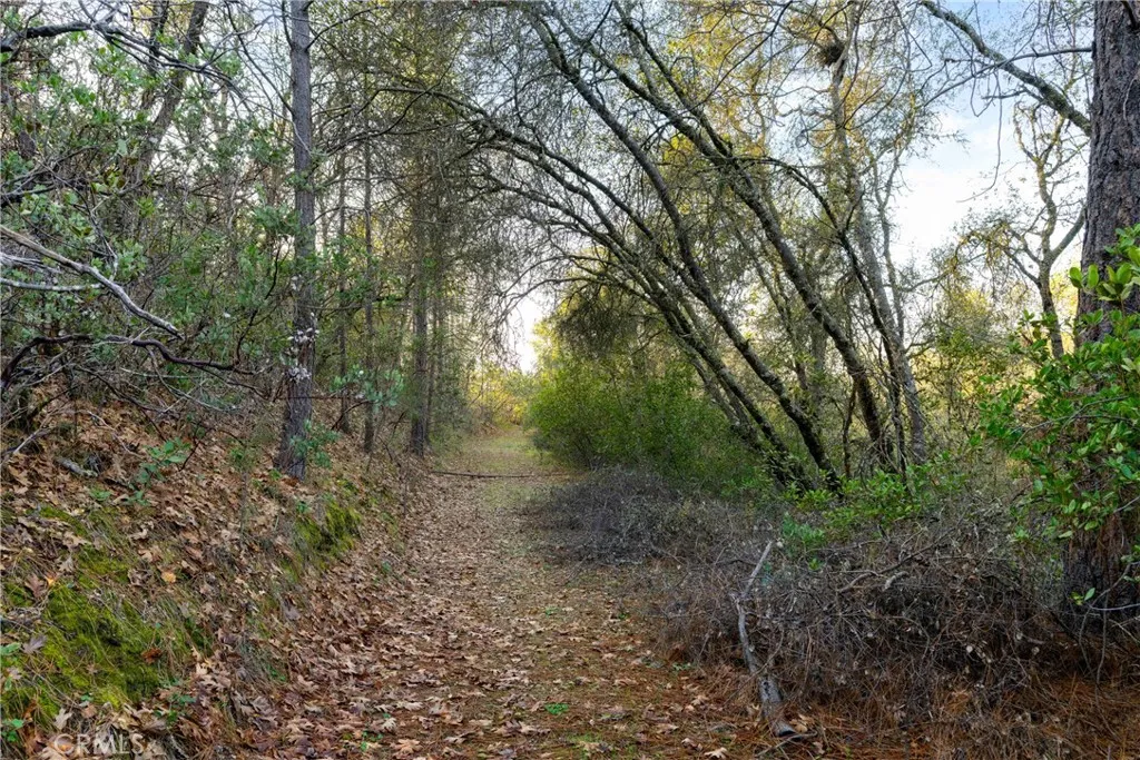 1 Ridge View Drive Sutter Creek, CA 95685 - Photo 21 of 25 a view of a forest with trees in front of it