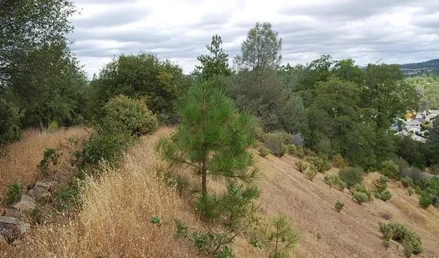 a view of a yard with trees in front of it