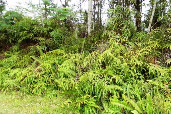 82 Ginger Road Pahoa, HI 96778 - Photo 2 of 5 Gallery Image 2