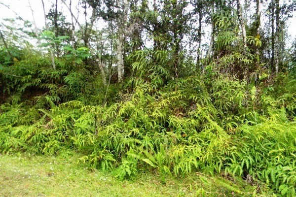 82 Ginger Road Pahoa, HI 96778 - Photo 3 of 5 Gallery Image 3