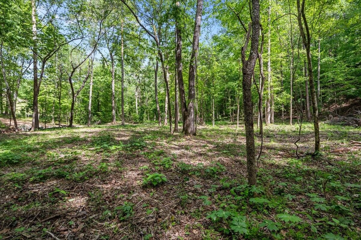 0 Rustling Oaks Drive Waverly, TN 37185 - Photo 12 of 22 a view of outdoor space with trees all around
