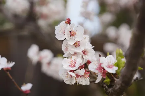 a bathroom with a lot of flowers