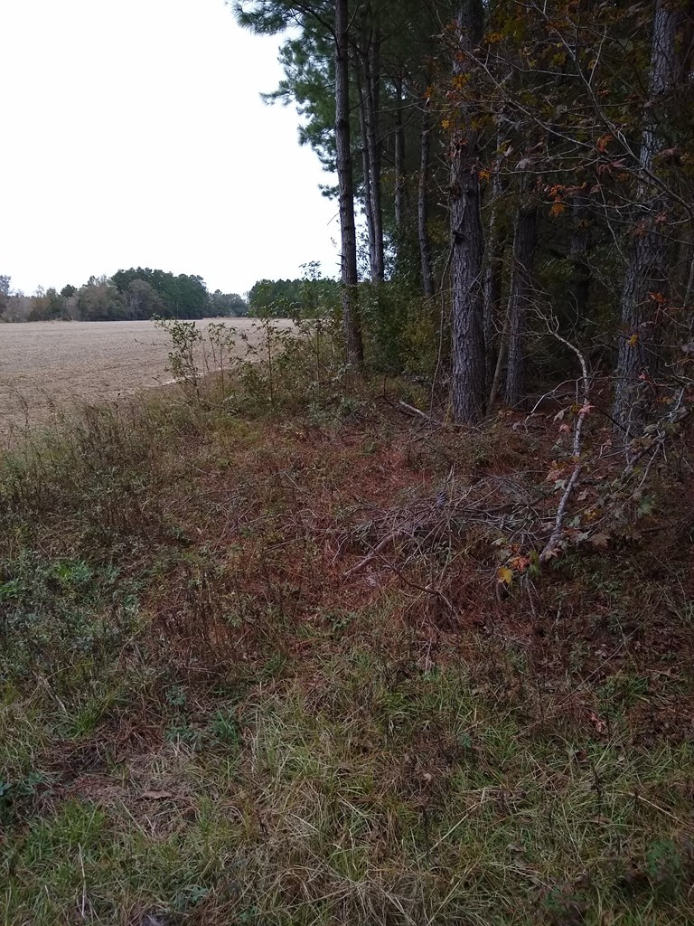 Antioch Road Santee, SC 29142 - Photo 2 of 6 Photo 2