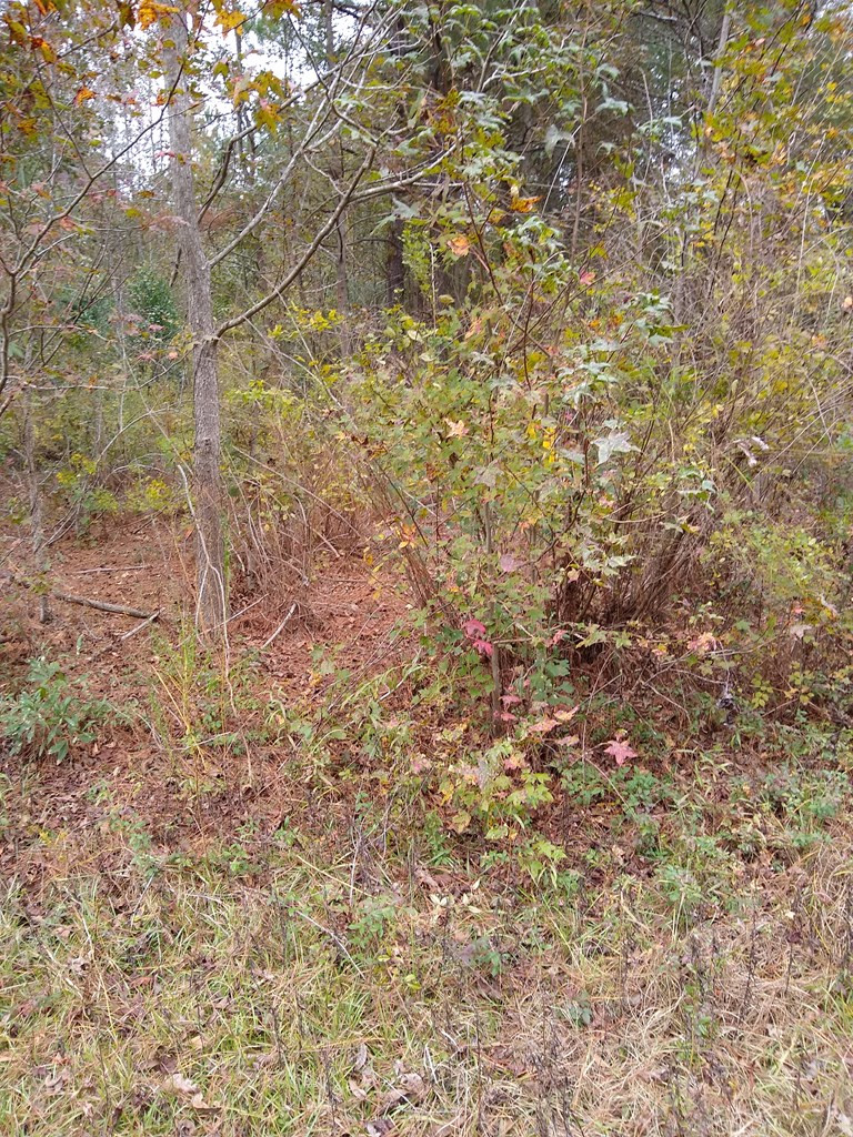 Antioch Road Santee, SC 29142 - Photo 3 of 6 Photo 3