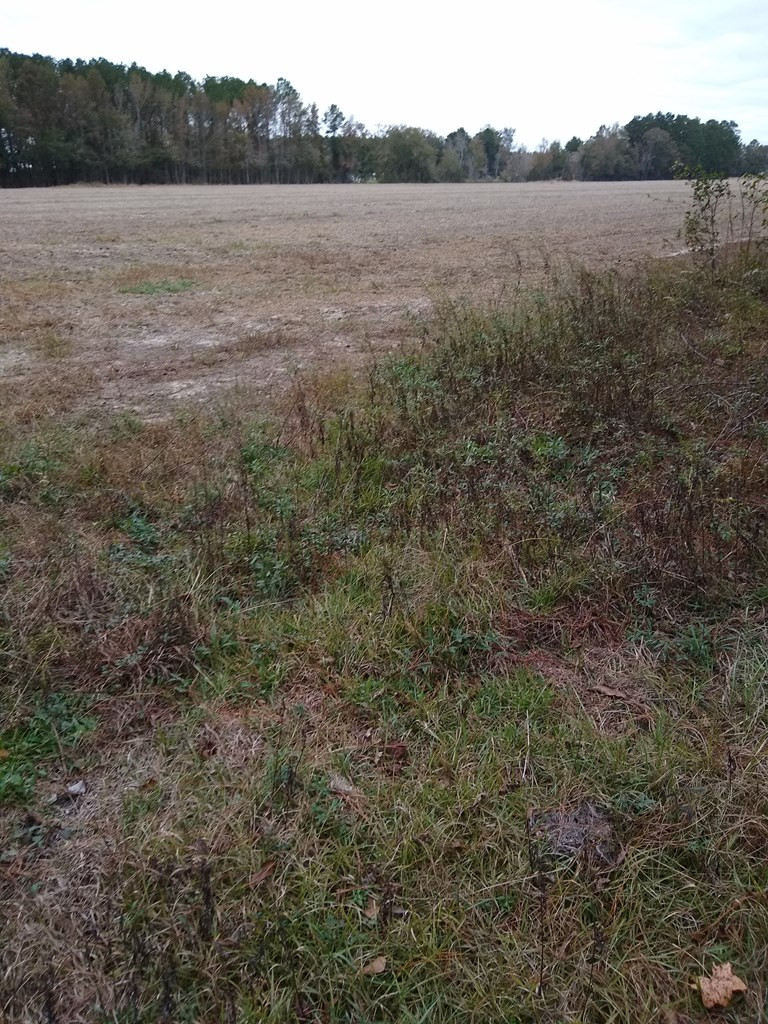 Antioch Road Santee, SC 29142 - Photo 6 of 6 Photo 6