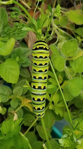 $650,000 | 1798 Hideaway Lane, Edgewater, FL 32132