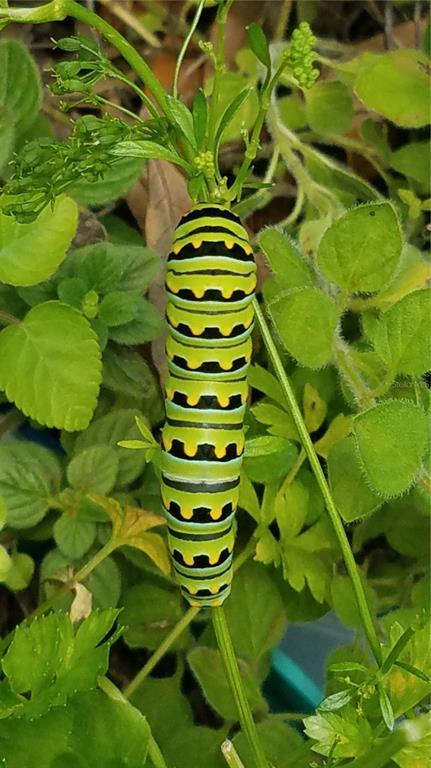 1798 Hideaway Lane Edgewater, FL 32132 - Photo 81 of 99