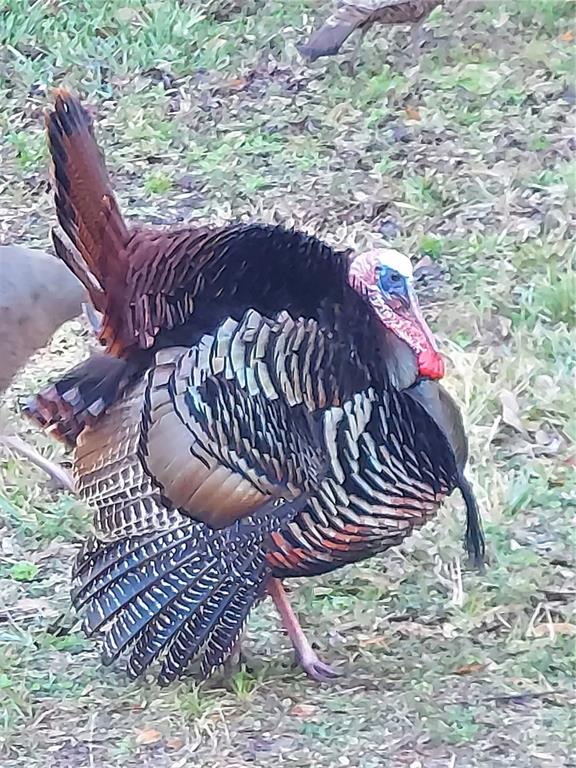 1798 Hideaway Lane Edgewater, FL 32132 - Photo 84 of 99