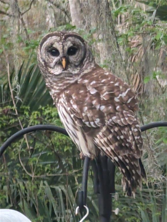 1798 Hideaway Lane Edgewater, FL 32132 - Photo 99 of 99