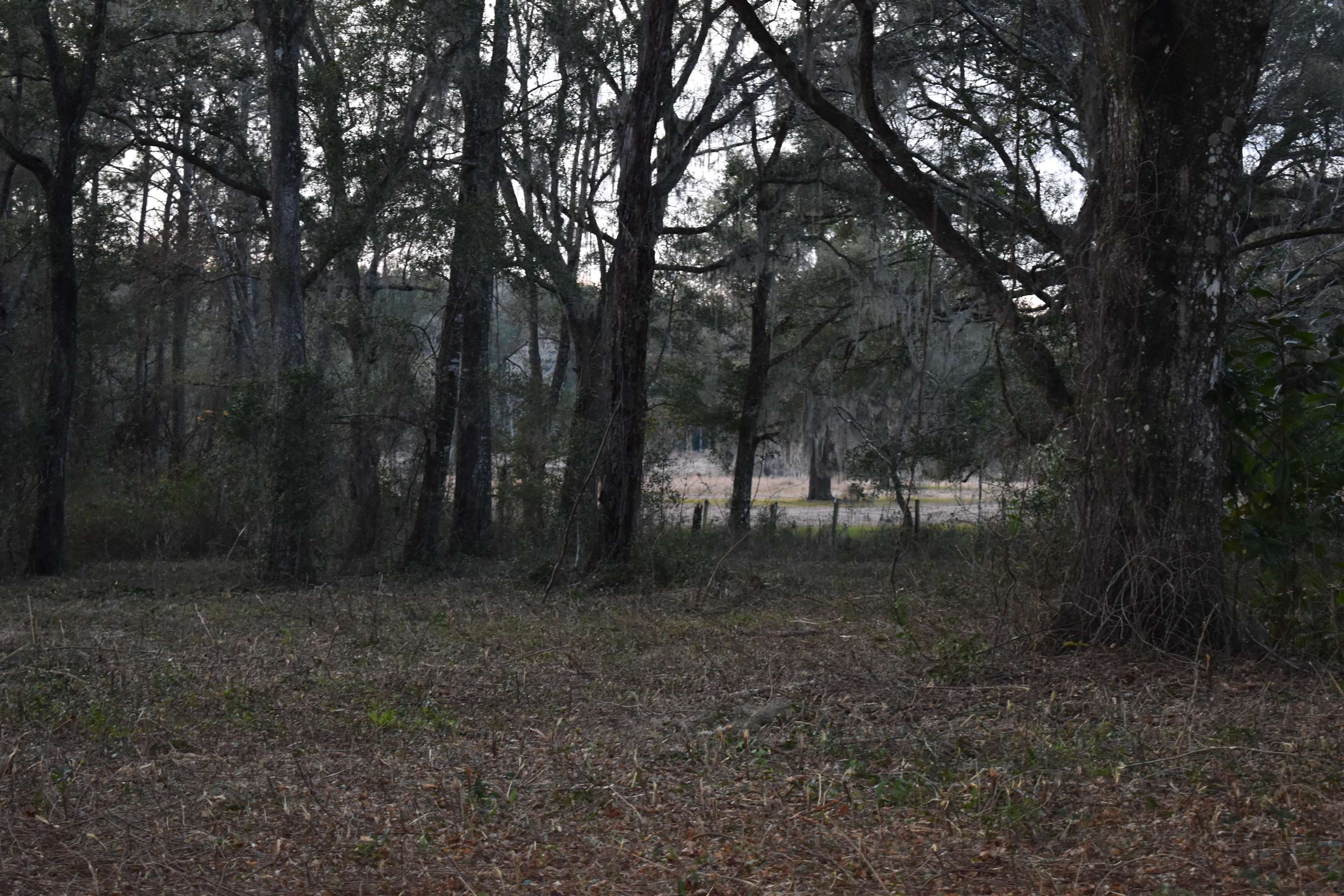 245 Whippoorwill Road Monticello, FL 32344 - Photo 1 of 7 Gallery Image 1