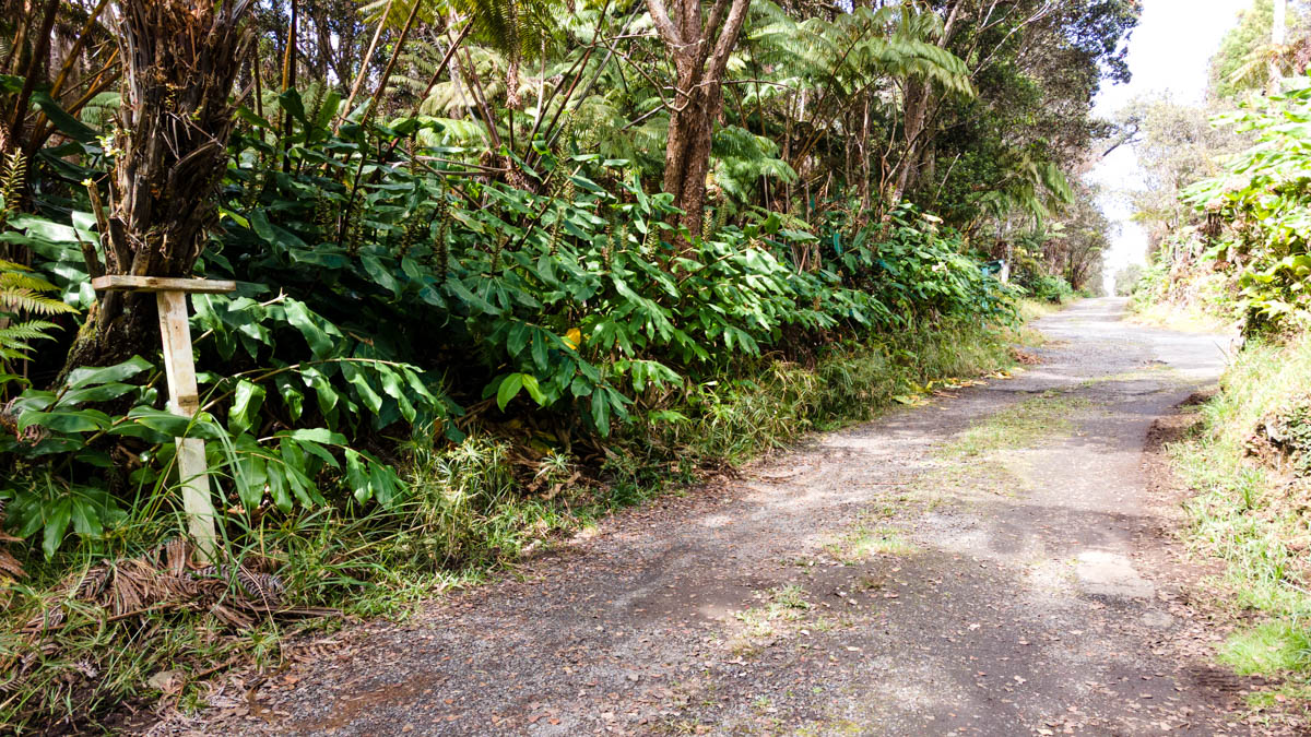 19-4255 Lot 22 Ainahau Road Volcano, HI 96785 - Photo 2 of 7 a view of a yard with plants and large trees