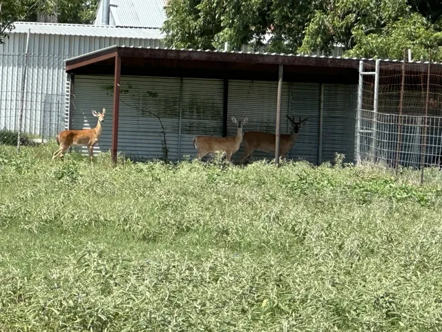 a lawn chairs sitting in a backyard of a house