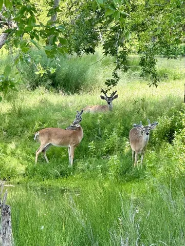a view of a house with backyard and tree